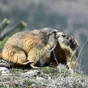 Le Schuss Montagne En Bas Des Pistes Appartement